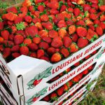 Ponchatoula Strawberry Festival regresa para su 50 aniversario después de dos años de ausencia