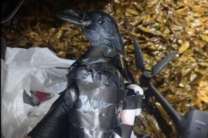 Drones y falsos cuervos: así intentaban introducir drogas a una prisión en Luisiana