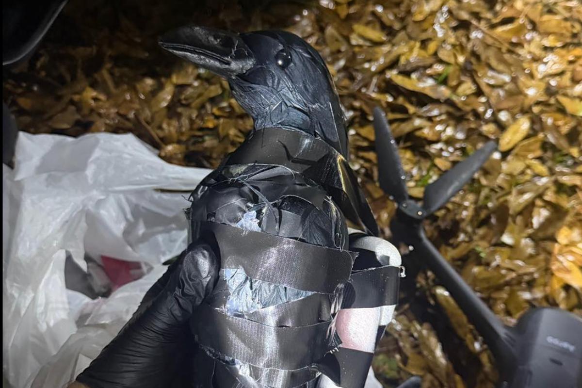 Drones y falsos cuervos: así intentaban introducir drogas a una prisión en Luisiana